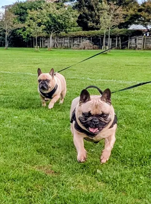 Guest dog enjoying home-from-home care