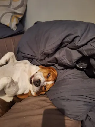 Guest dog enjoying home-from-home care