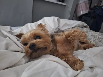 Guest dog enjoying home-from-home care