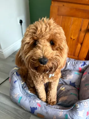 Guest dog enjoying home-from-home care