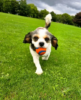 Guest dog enjoying home-from-home care