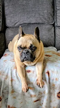 Guest dog enjoying home-from-home care