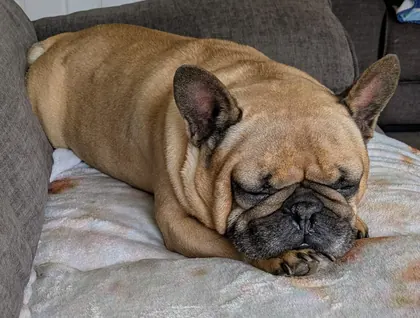 Guest dog enjoying home-from-home care